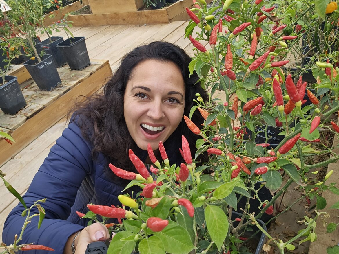 chilli hills